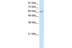 Image no. 3 for anti-Protein Arginine Methyltransferase 5 (PRMT5) (N-Term) antibody (ABIN2778654)