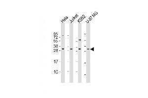 Image no. 6 for anti-DNA-Damage-Inducible Transcript 4 (DDIT4) (AA 20-49), (N-Term) antibody (ABIN390207)