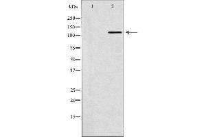 Image no. 2 for anti-SWI/SNF Related, Matrix Associated, Actin Dependent Regulator of Chromatin, Subfamily A, Member 5 (SMARCA5) antibody (ABIN6265180)