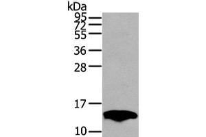 Western Blot analysis of Mouse fat tissue using PMP2 Polyclonal Antibody at dilution of 1/400