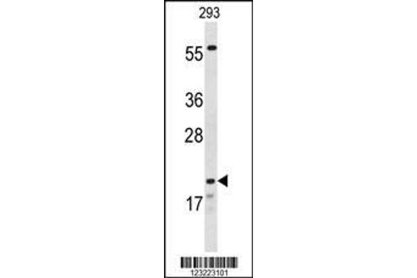 anti-Claudin 8 (CLDN8) (AA 140-166) antibody