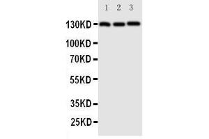 Image no. 2 for anti-Cadherin 5 (CDH5) (AA 766-784), (C-Term) antibody (ABIN3042913)