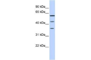 Image no. 1 for anti-PHD Finger Protein 23 (PHF23) (N-Term) antibody (ABIN2784472)