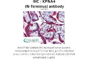 Image no. 3 for anti-Karyopherin (Importin) alpha 4 (KPNA4) (N-Term) antibody (ABIN1736271)
