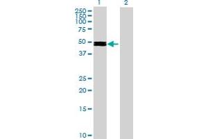 Image no. 1 for anti-NFS1 Nitrogen Fixation 1 Homolog (NFS1) (AA 1-457) antibody (ABIN522492)