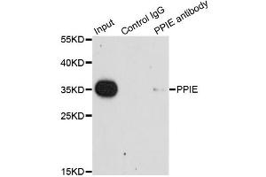 Image no. 2 for anti-Peptidylprolyl Isomerase E (Cyclophilin E) (PPIE) antibody (ABIN6570892)