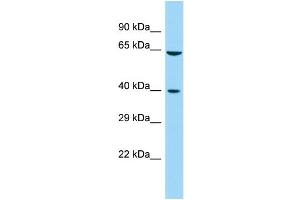 Image no. 1 for anti-Family with Sequence Similarity 172, Member A (Fam172a) (Middle Region) antibody (ABIN2790784)