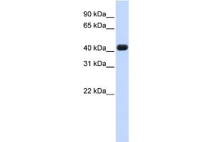 Image no. 2 for anti-RNA terminal Phosphate Cyclase Domain 1 (RTCD1) (N-Term) antibody (ABIN2778862)