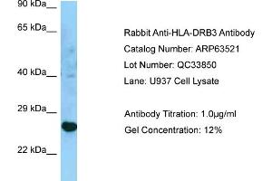 Image no. 1 for anti-Major Histocompatibility Complex, Class II, DR beta 3 (HLA-DRB3) (C-Term) antibody (ABIN2789532)