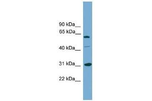 Image no. 1 for anti-Cell Cycle Checkpoint Protein RAD1 (RAD1) (Middle Region) antibody (ABIN928983)