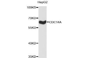 Image no. 1 for anti-CDC14 Cell Division Cycle 14 Homolog A (CDC14A) antibody (ABIN1871670)