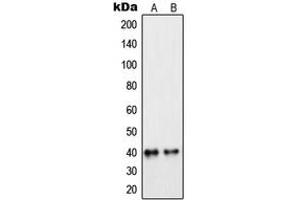 Image no. 2 for anti-Peroxisomal Biogenesis Factor 7 (PEX7) (Center) antibody (ABIN2706797)