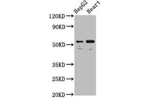 Western Blot Positive WB detected in: HepG2 whole cell lysate, Mouse heart tissue All lanes: LMAN1 antibody at 5.