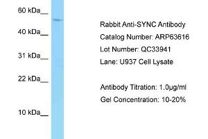 Image no. 1 for anti-Syncoilin (Sync) (C-Term) antibody (ABIN2789566)
