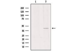 Image no. 2 for anti-G Protein-Coupled Receptor 34 (GPR34) (C-Term) antibody (ABIN6258175)