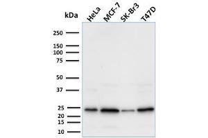 Image no. 1 for anti-Secretoglobin, Family 2A, Member 2 (SCGB2A2) antibody (ABIN6940036)