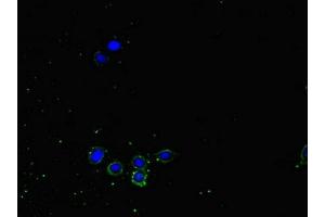 NRP2 antibody  (AA 60-209)