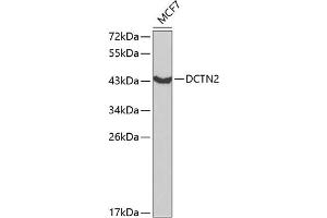 Western blot analysis of extracts of MCF-7 cells, using DCTN2 antibody (ABIN3023198, ABIN3023199, ABIN1512818 and ABIN6219434) at 1:1000 dilution.