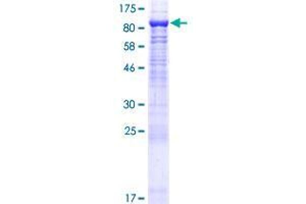 CAPN11 Protein (Calpain 11) (AA 1-702) (GST tag)