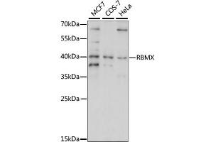 Image no. 1 for anti-RNA Binding Motif Protein, X-Linked (RBMX) antibody (ABIN6293747)