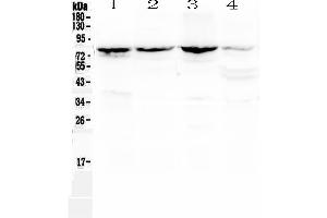 Image no. 4 for anti-Calpain 2 (CAPN2) (AA 500-700) antibody (ABIN5518897)