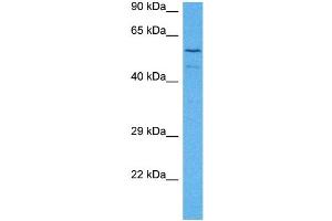 Image no. 2 for anti-Transducin-Like Enhancer of Split 1 (E(sp1) Homolog, Drosophila) (TLE1) (N-Term) antibody (ABIN2779588)