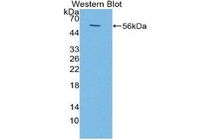 Image no. 1 for anti-Fc Fragment of IgA, Receptor For (FCAR) (AA 22-227) antibody (ABIN1867888)