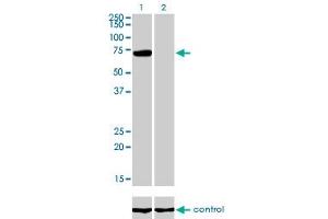 Image no. 1 for anti-Protein Inhibitor of Activated STAT, 3 (PIAS3) (AA 453-550) antibody (ABIN564520)