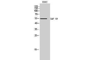 Image no. 1 for anti-Splicing Factor 3b, Subunit 4, 49kDa (SF3B4) (Internal Region) antibody (ABIN3186874)