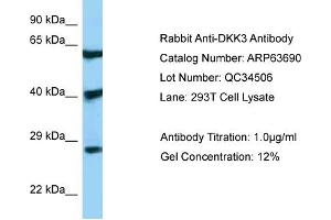Image no. 1 for anti-DKK3 (N-Term) antibody (ABIN2789589)