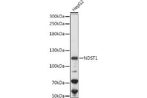 NDST1 antibody  (AA 40-170)