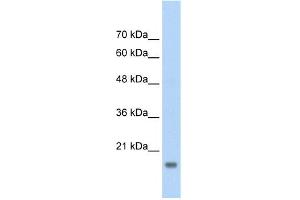 Image no. 1 for anti-Autocrine Motility Factor Receptor (AMFR) (C-Term) antibody (ABIN2775669)