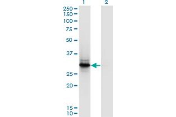 anti-FYVE and Coiled-Coil Domain Containing 1 (FYCO1) (AA 1-255) antibody