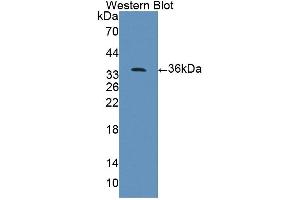 Image no. 3 for anti-Protein Tyrosine Phosphatase F Interacting Protein 1 (PPFIA1) (AA 1-250) antibody (ABIN5014194)