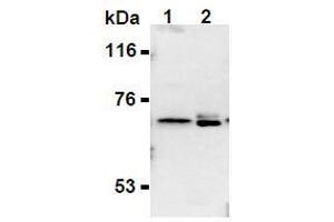 Image no. 1 for anti-Synaptotagmin II (SYT2) (AA 1-20), (N-Term) antibody (ABIN1449191)