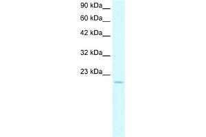 Image no. 1 for anti-Aryl Hydrocarbon Receptor Nuclear Translocator-Like (ARNTL) (N-Term) antibody (ABIN2779410)