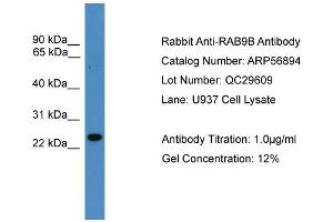 WB Suggested Anti-RAB9B  Antibody Titration: 0.
