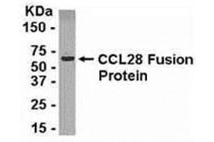 Image no. 1 for anti-Chemokine (C-C Motif) Ligand 28 (CCL28) (AA 65-120) antibody (ABIN2467948)