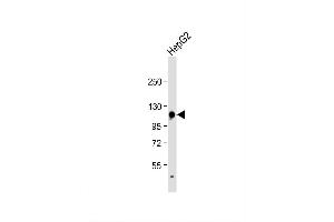 Image no. 2 for anti-Glycine Dehydrogenase (GLDC) (AA 49-77), (N-Term) antibody (ABIN653448)