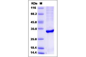 Image no. 1 for Abhydrolase Domain Containing 10 (ABHD10) (AA 53-306) protein (His tag) (ABIN2006184)