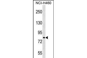 PJA2 Antibody (Center) (ABIN1538241 and ABIN2848859) western blot analysis in NCI- cell line lysates (35 μg/lane).