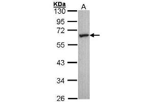 Image no. 1 for anti-5-Hydroxytryptamine (serotonin) Receptor 2C (HTR2C) (C-Term) antibody (ABIN2854715)