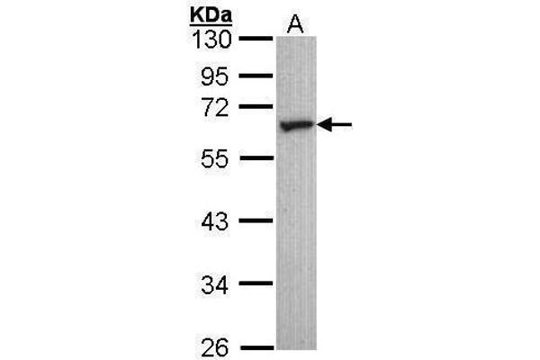 anti-5-Hydroxytryptamine (serotonin) Receptor 2C (HTR2C) (C-Term) antibody