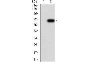 Image no. 1 for anti-Histone Deacetylase 6 (HDAC6) (AA 482-800) antibody (ABIN5542328)