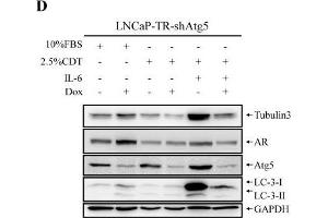 Image no. 45 for anti-Glyceraldehyde-3-Phosphate Dehydrogenase (GAPDH) (Center) antibody (ABIN2857072)