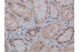 Image no. 5 for anti-Pancreas Specific Transcription Factor, 1a (PTF1A) (AA 177-328) antibody (ABIN2918928)