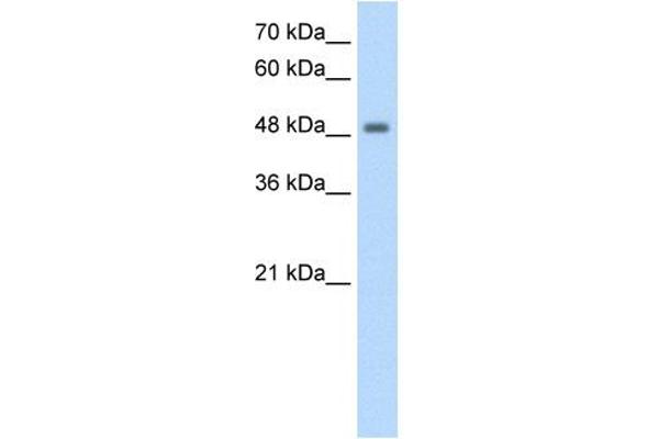anti-F-Box and Leucine-Rich Repeat Protein 7 (FBXL7) (N-Term) antibody