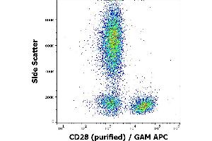 Flow cytometry surface staining pattern of human peripheral blood stained using anti-human CD28 (CD28.