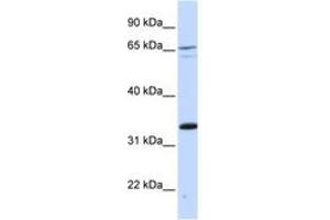 Image no. 1 for anti-PC4 and SFRS1 Interacting Protein 1 (PSIP1) (C-Term) antibody (ABIN6742503)