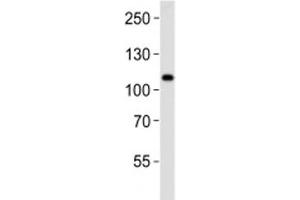 Mib1 antibody western blot analysis in K562 lysate.